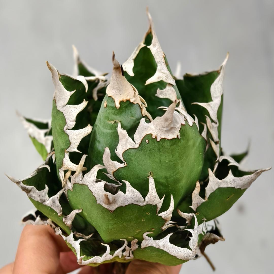 t*w様 L1344多肉植物 ガベ チタノタ 強棘 大白鲨 ホオジロザメ/検 暴