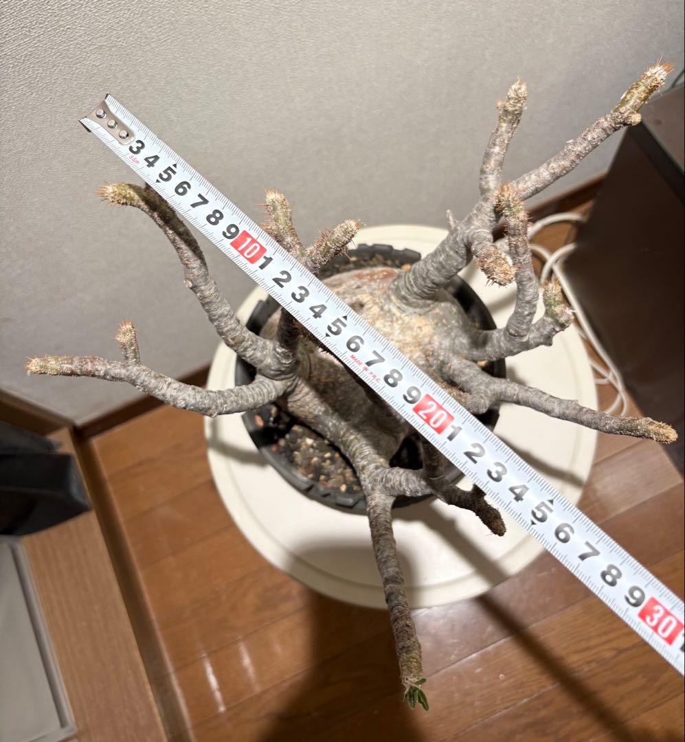 パキポディウム　グラキリス現地株　美株 ワイルドヘブン鉢植え込み