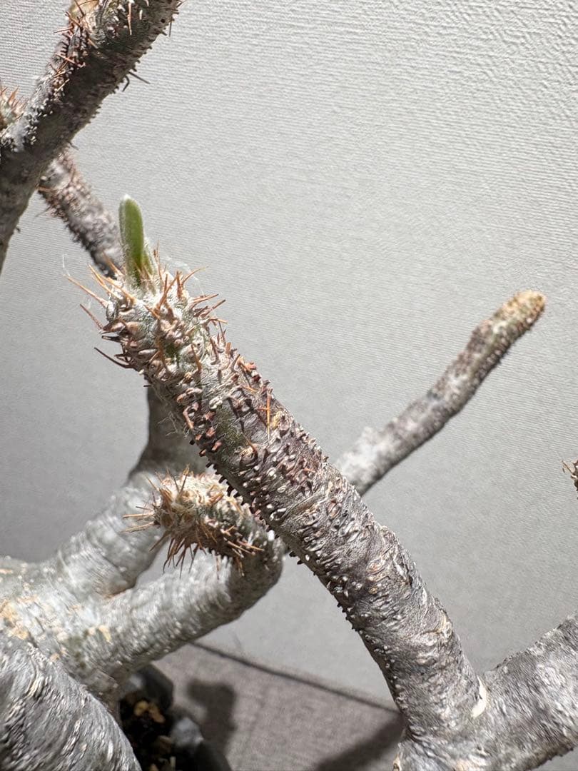 パキポディウム　グラキリス現地株　美株 ワイルドヘブン鉢植え込み