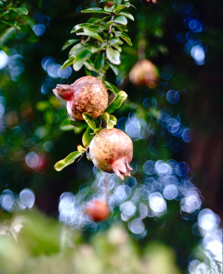 Elmar 9cm f4 エルマー 90mm Leica SONYα7