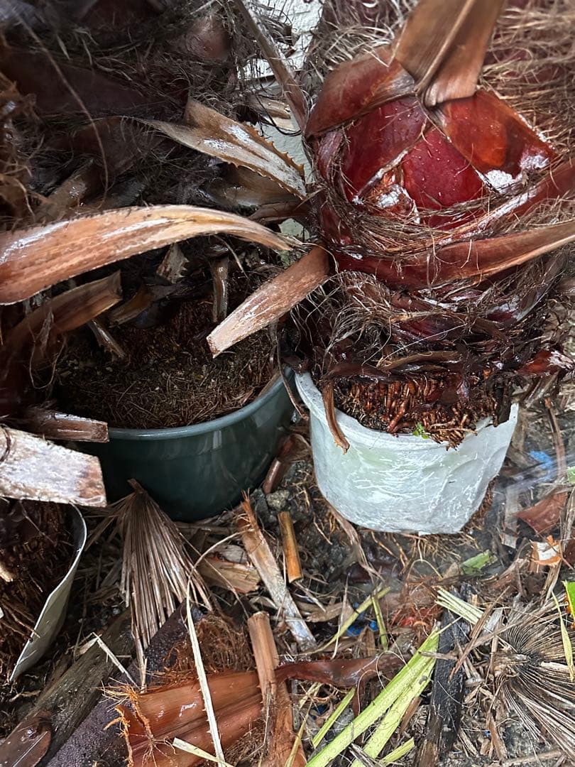 ワシントンヤシ 約6メートル