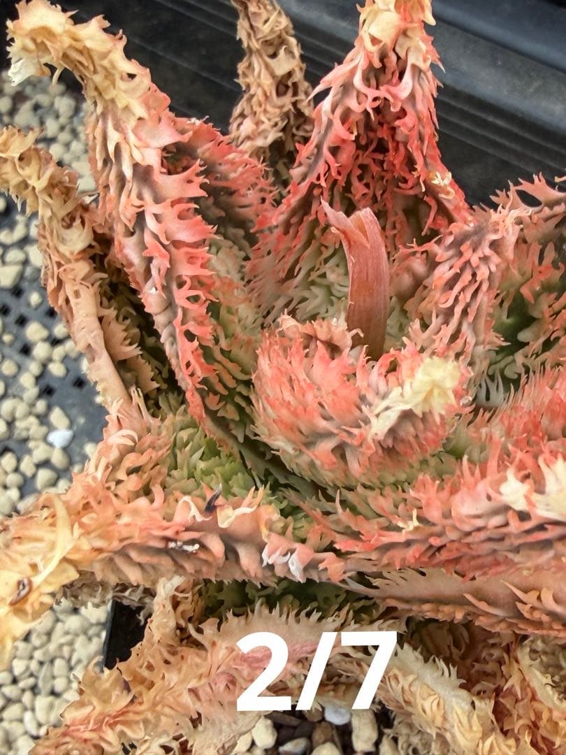 アロエ　ハイブリッド　　Aloe hyb子株　第四種　DeBe