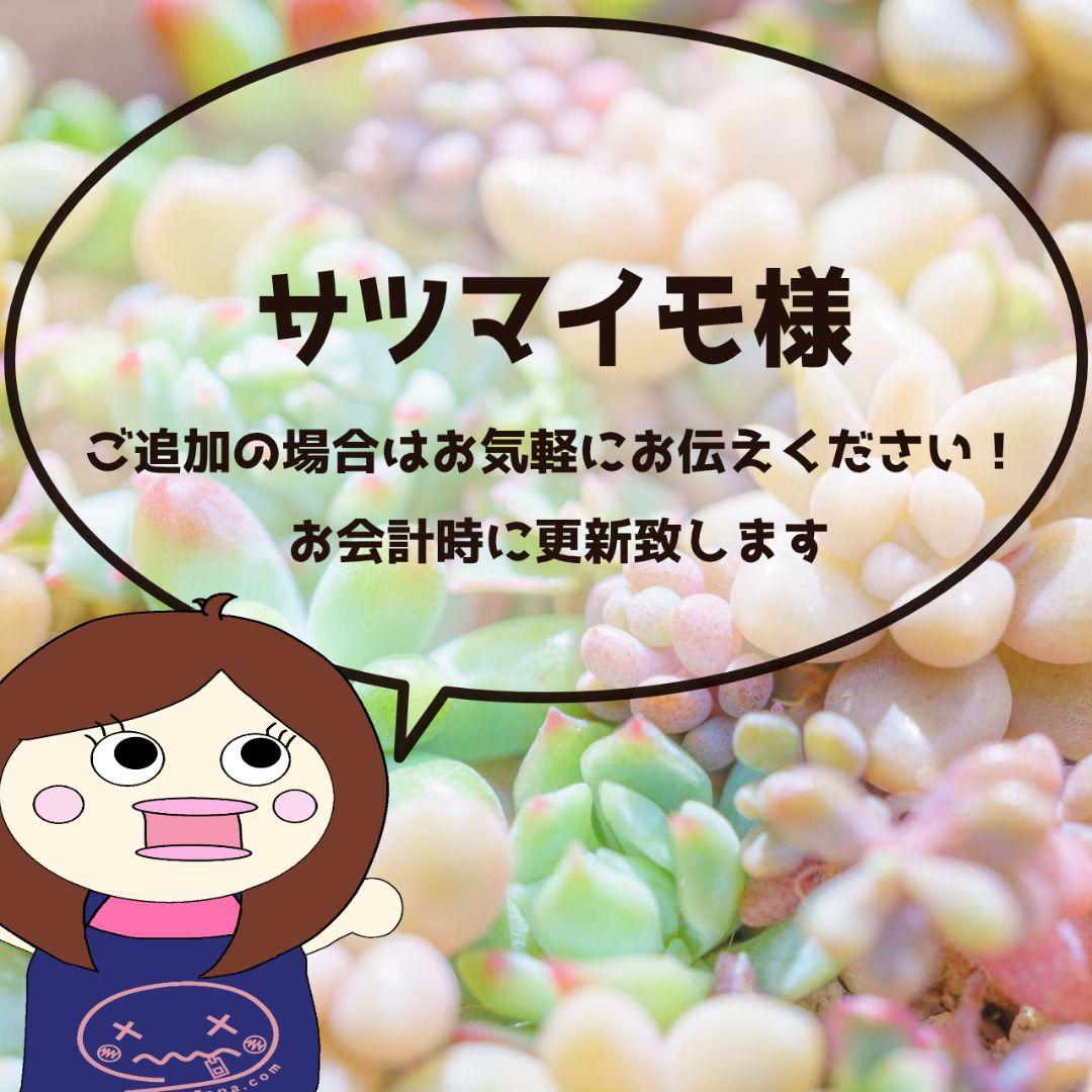 サツマイモ様