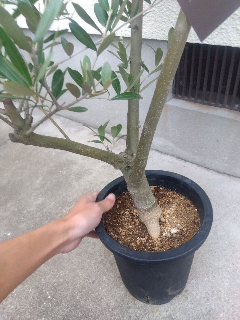 オリーブ　創樹　souju　ミッション　7号鉢つき 幹太❗　④