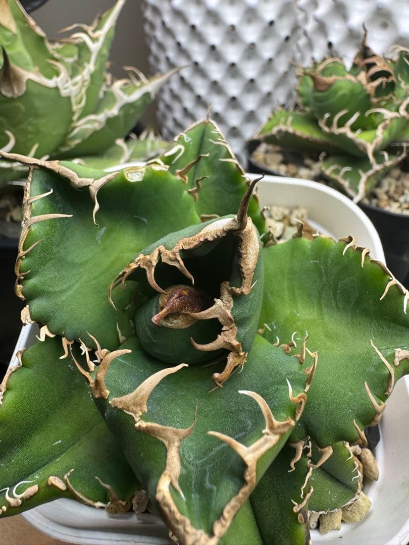 アガベ　【悪魔くんOC】中株　子株付き　検）シチリア　オテロイ　スーパーチタノタ