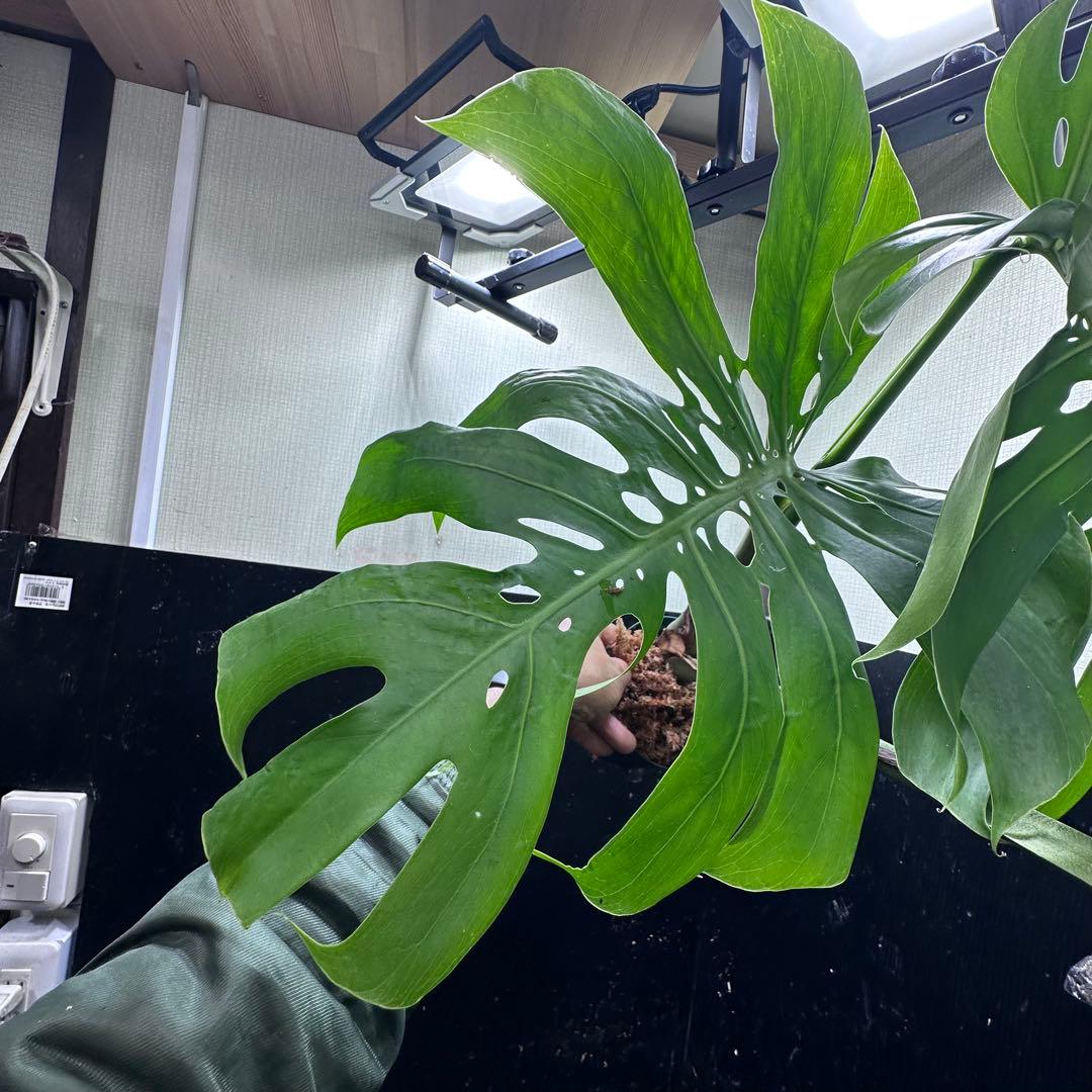 癒*ゝ様 モンステラデリシオーサマクロコズム超希少系統鉢植え78㎝