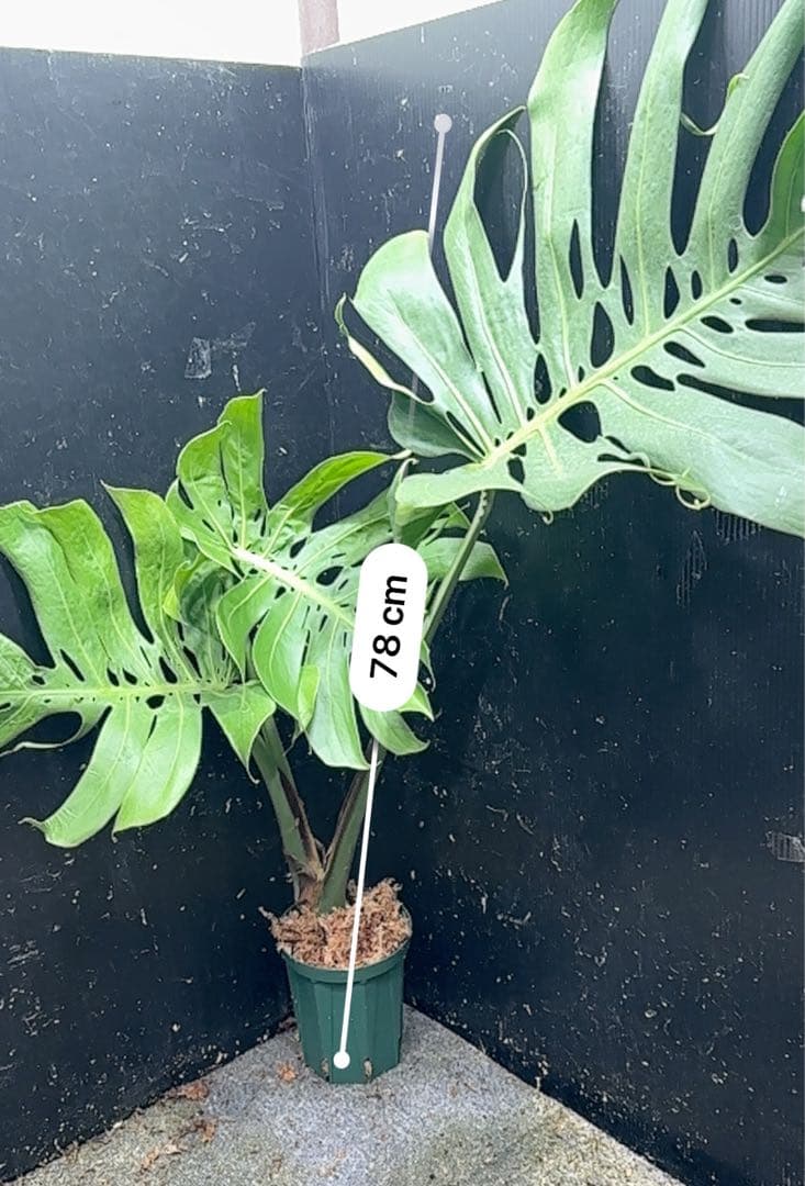 癒*ゝ様 モンステラデリシオーサマクロコズム超希少系統鉢植え78㎝