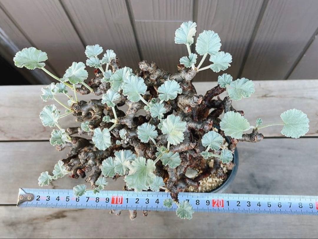 《期間限定販売❗️》『ペラルゴニウム　ミラビレ』　極美大株　現地球　発根済