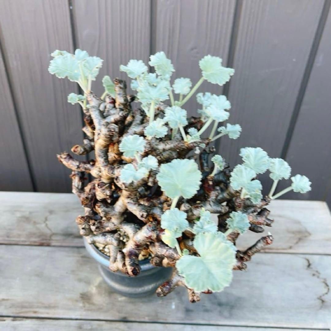 《期間限定販売❗️》『ペラルゴニウム　ミラビレ』　極美大株　現地球　発根済