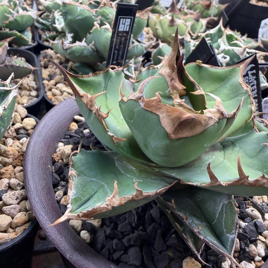 アガベ トリケラトプス カクタスグリーン　子株