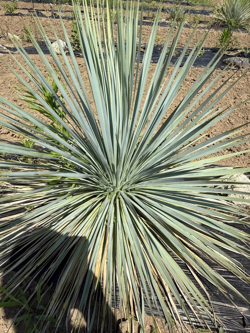 ユッカ　ロストラータ　　お任せ株