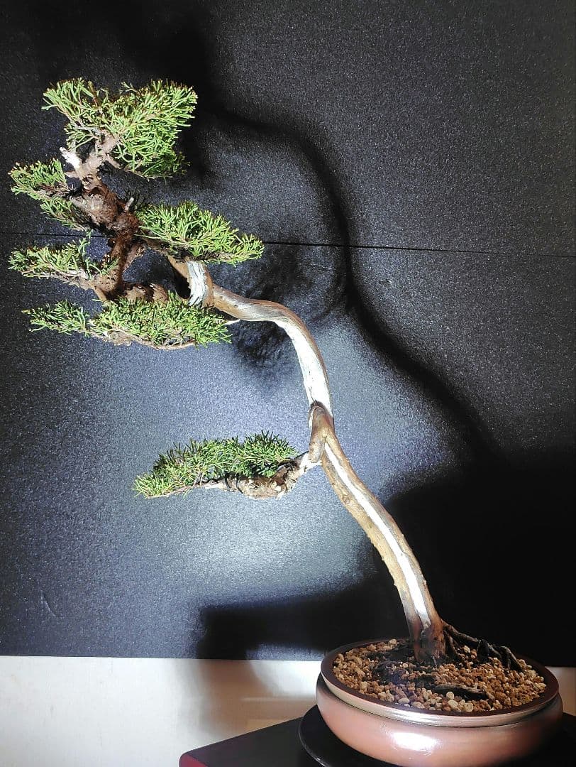 真柏盆栽！