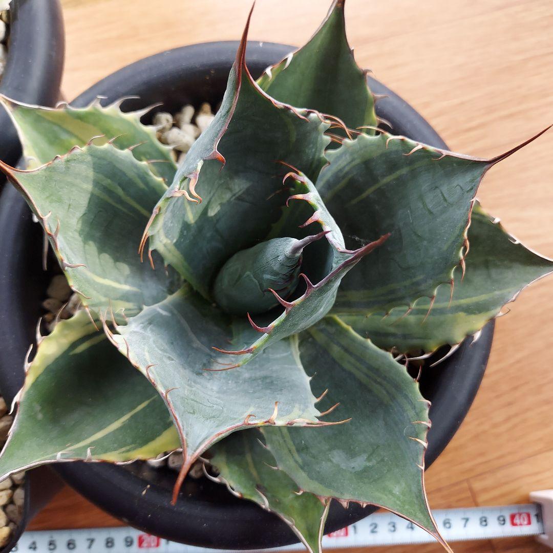 カスタムオーダー　同梱割引適用