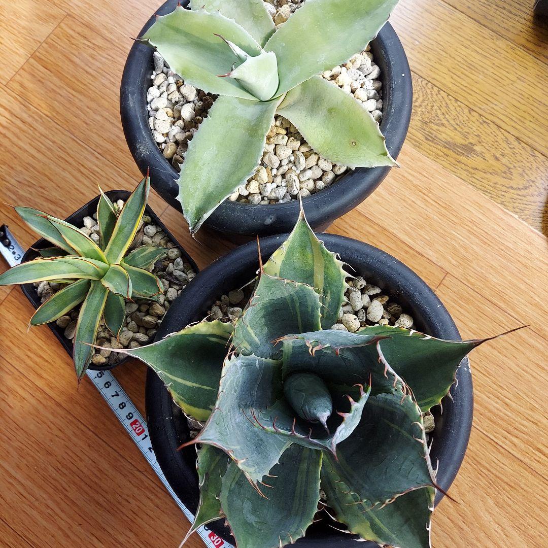 カスタムオーダー　同梱割引適用