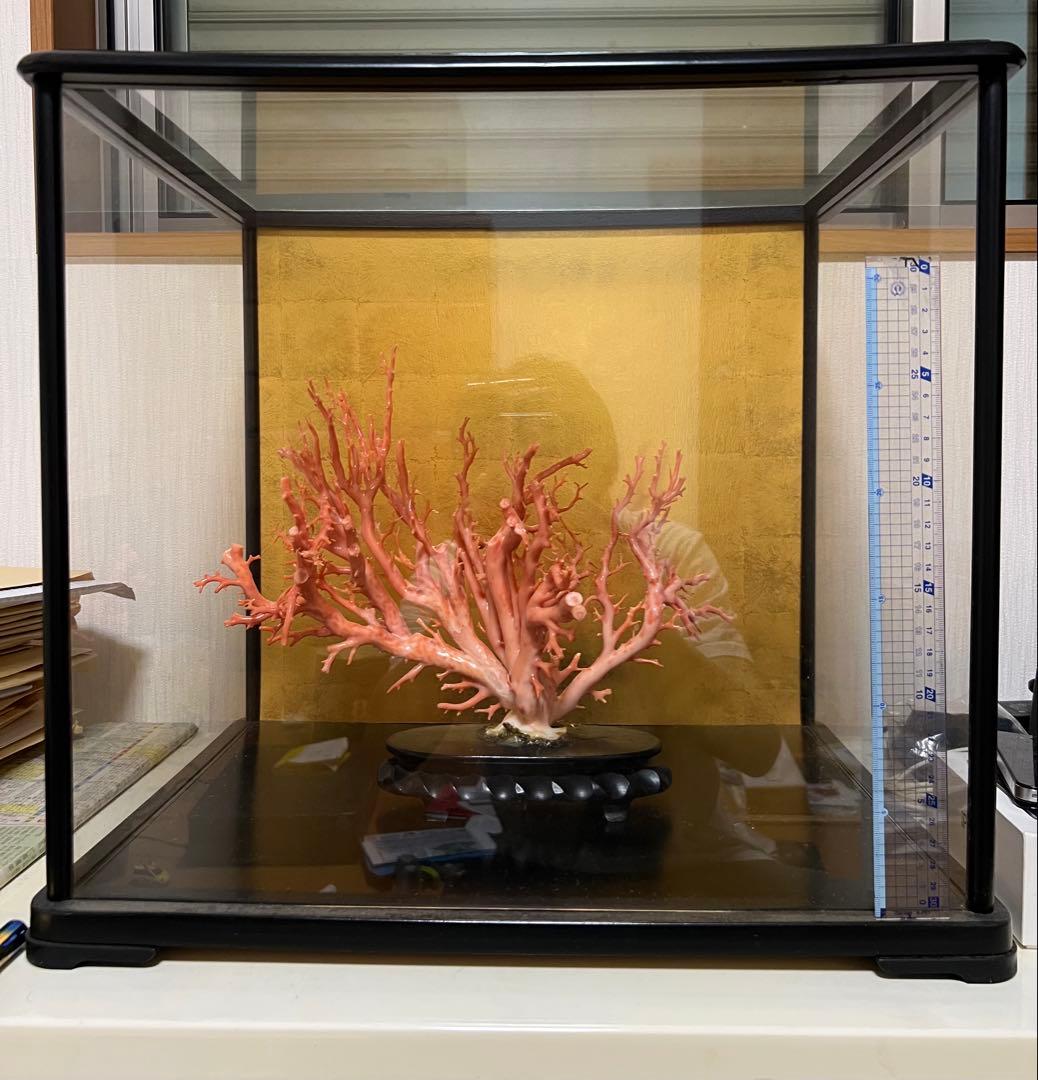 天然深海赤珊瑚　ピンク珊瑚 枝珊瑚　置物 宝石　原木　sango サンゴ　希少