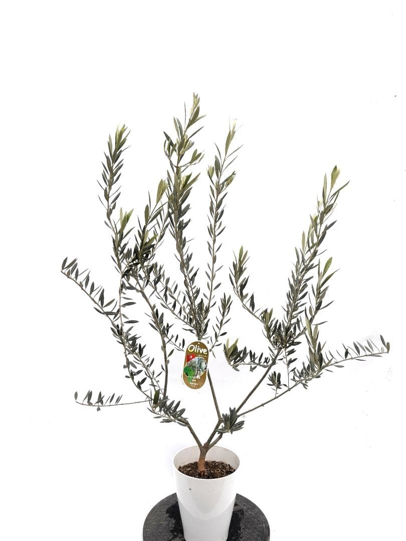 オリーブの木　ベロウニ　7号　約130cm　K-305　希少品種　現品掲載
