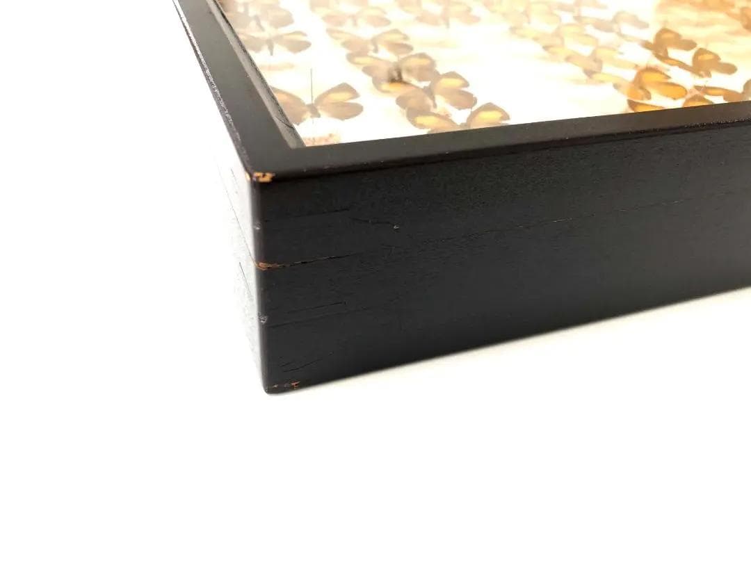 【ラスト1箱 チョウセンアカシジミ 115頭】蝶 標本 ドイツ箱 Tatsumi