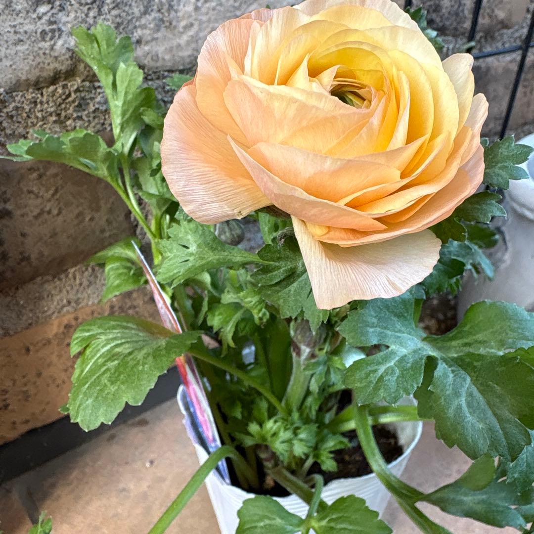 ラナンキュラス綾リッチ