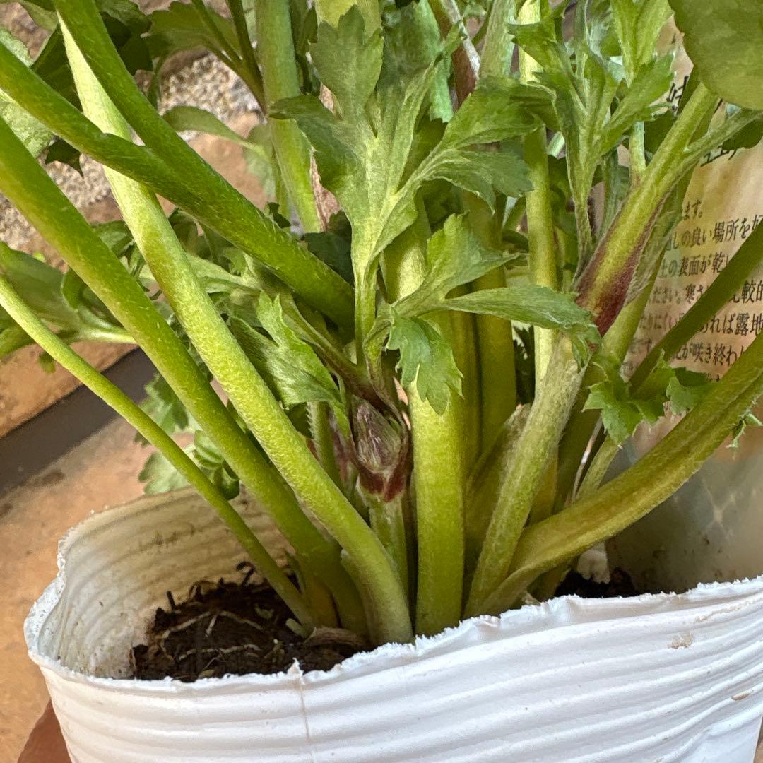 ラナンキュラス綾リッチ