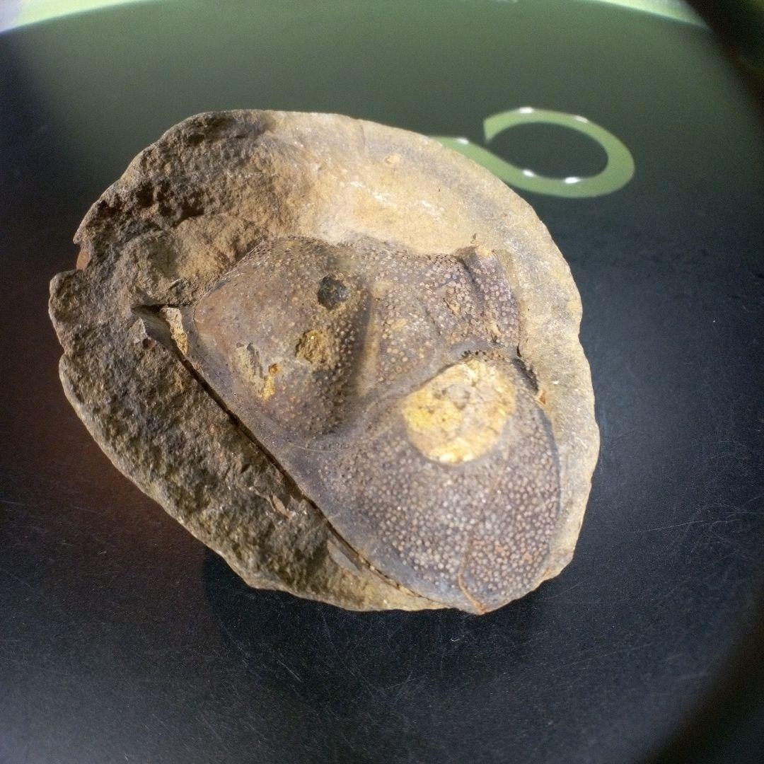 三葉虫　化石　fossil　海　ボリビア産　trilobite　ボリビア化石郡⑥