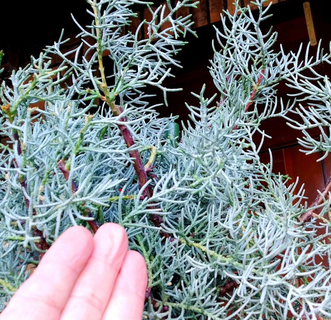 コニファーブルーアイス 苗木 大型165cm❗綺麗な葉色 シルバーブルー 優良株