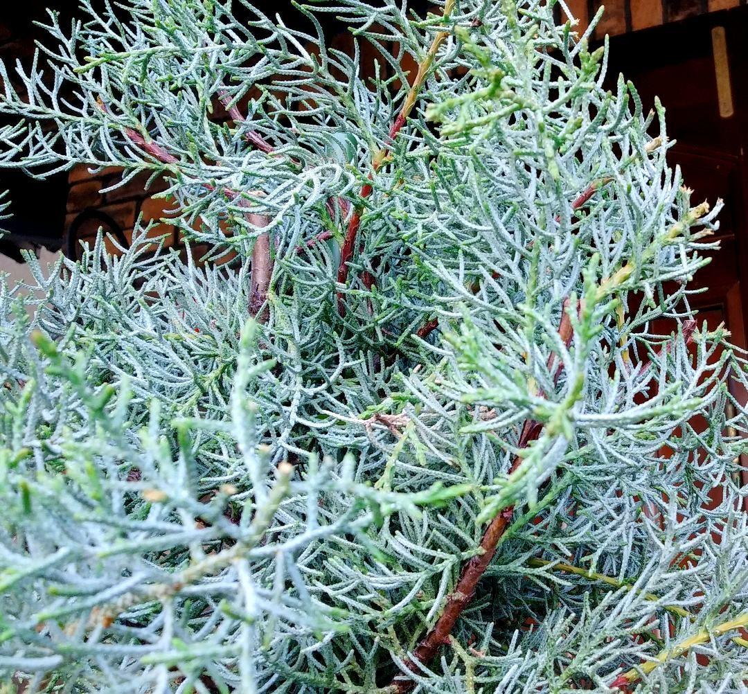 コニファーブルーアイス 苗木 大型165cm❗綺麗な葉色 シルバーブルー 優良株