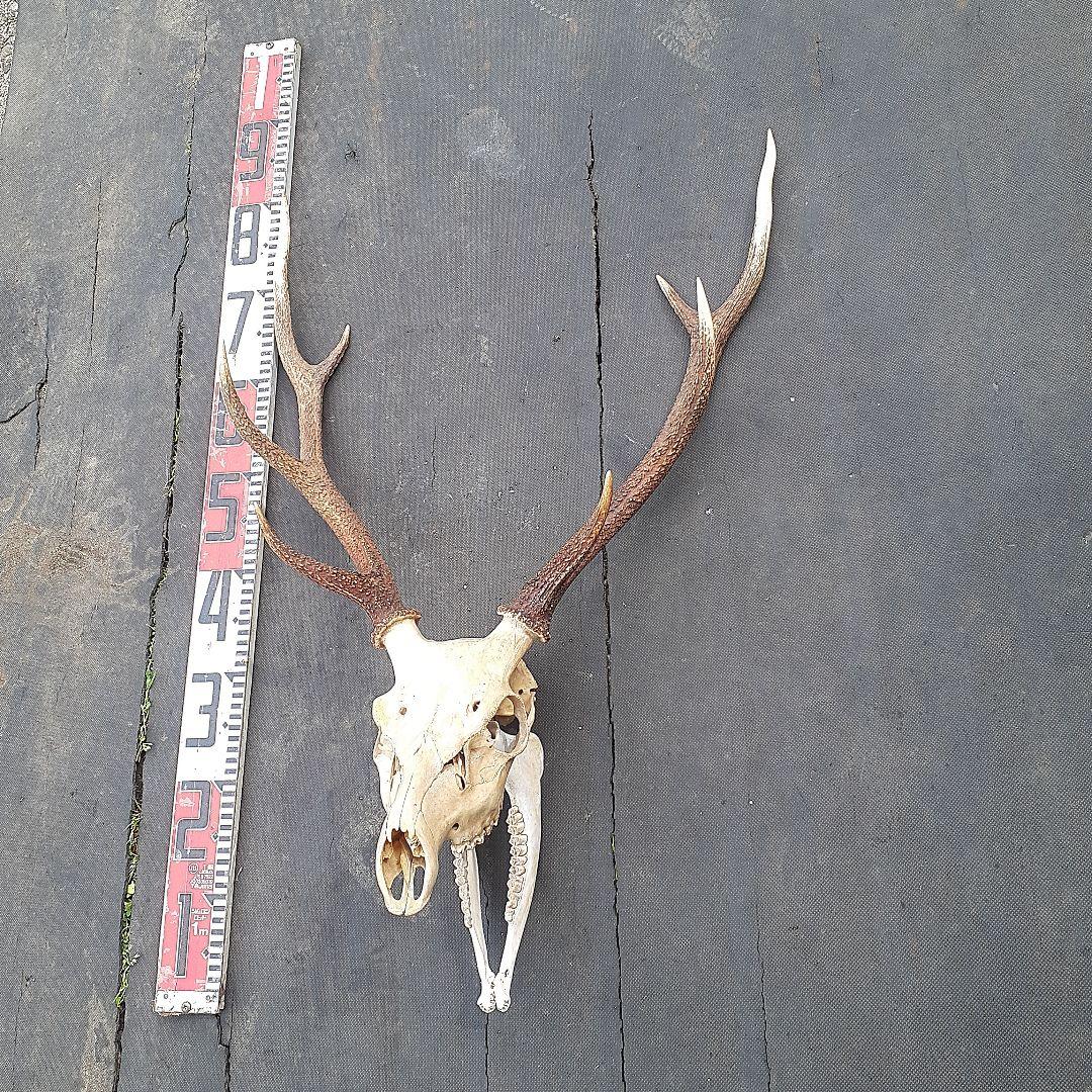 鹿　ニホンジカ　鹿角　剥製　頭骨　スカルトロフィー　頭蓋骨　ニホンジカ