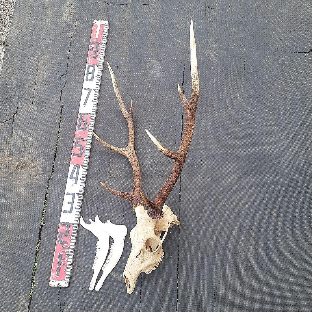 鹿　ニホンジカ　鹿角　剥製　頭骨　スカルトロフィー　頭蓋骨　ニホンジカ