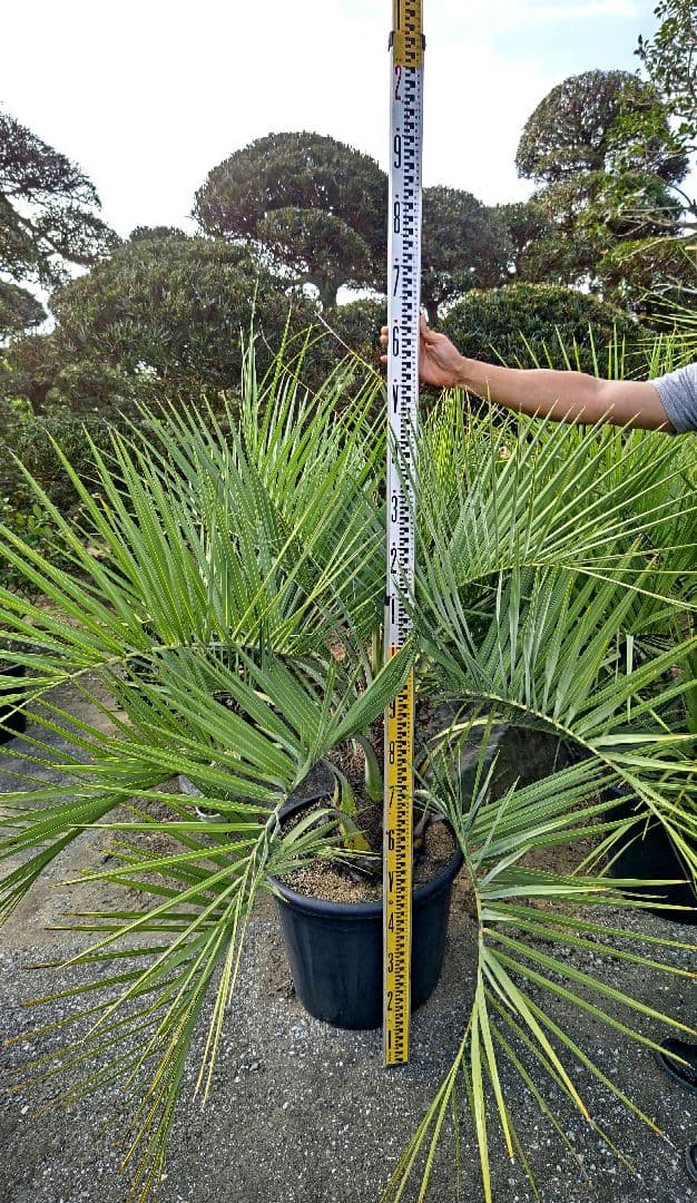 ココスヤシ　３本セット　【引取限定】