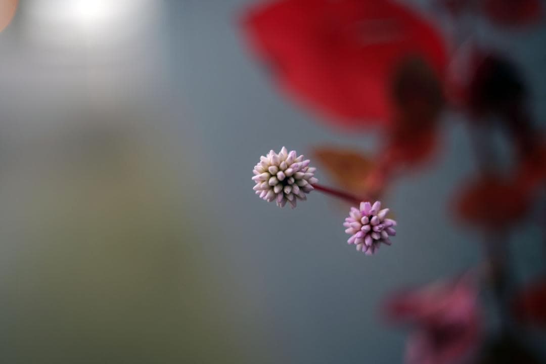 美品　SIGMA 45mm F2.8 DG Lマウント用　シルバー