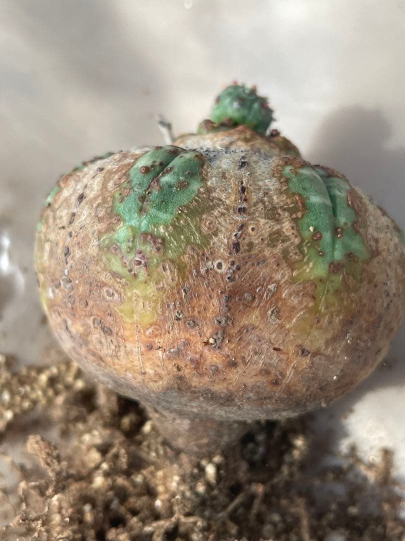 た*く様 オベサ 木質化 3号サイズ