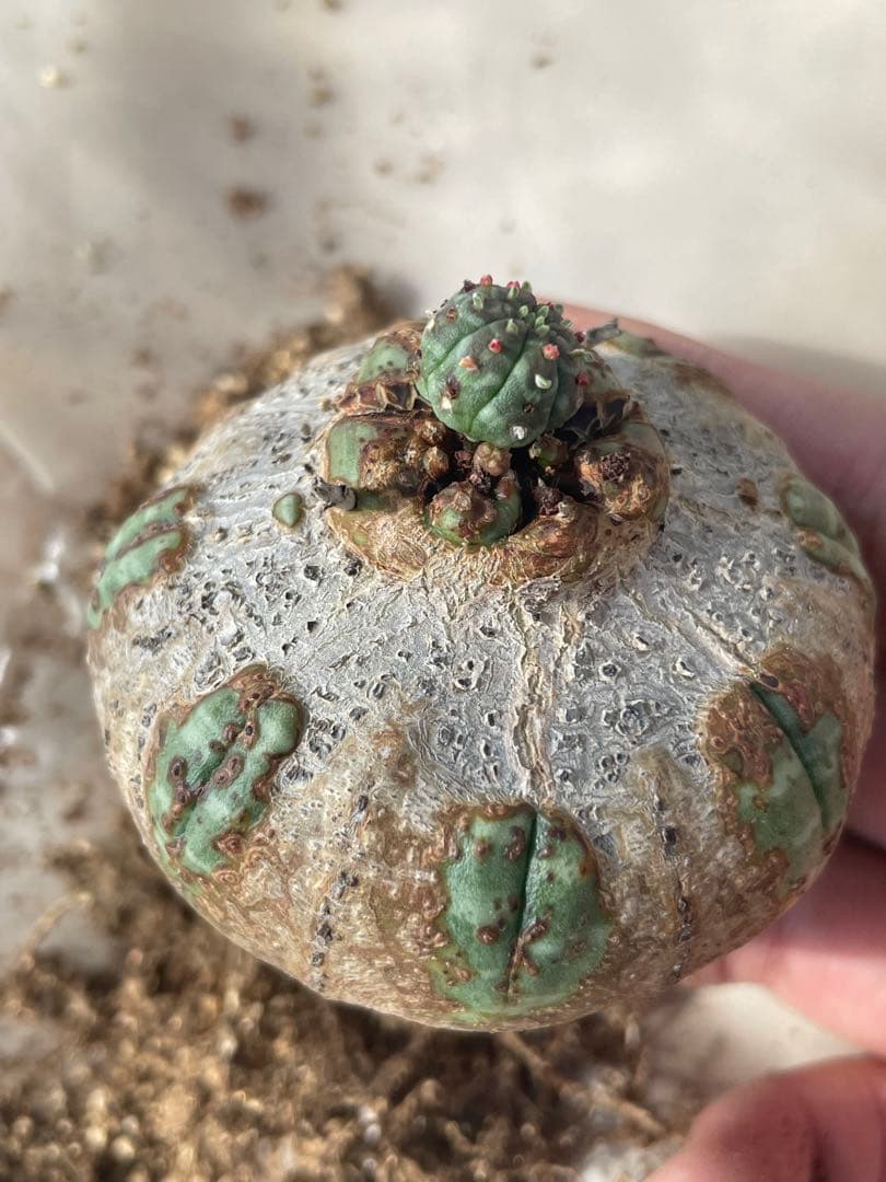 た*く様 オベサ 木質化 3号サイズ