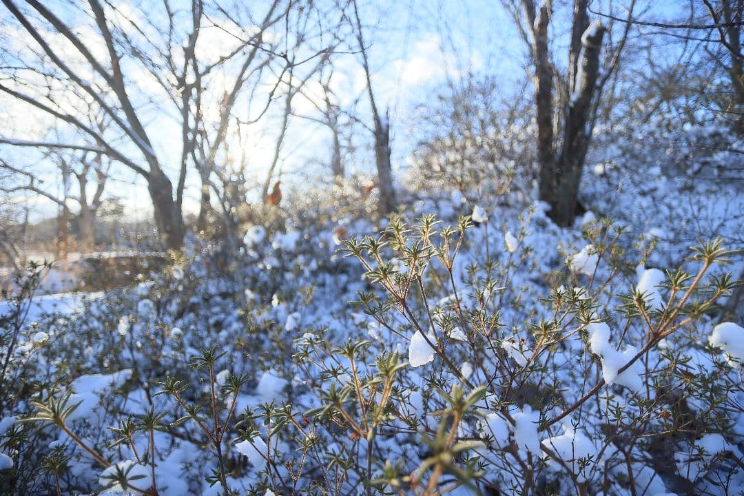 レンズ(単焦点) CANON EF 20mm F2.8 USM
