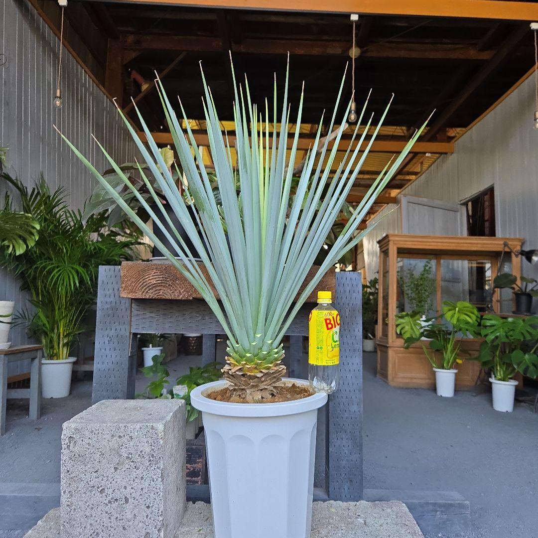 ①　ユッカ　リギダ　10号　特大苗木最高等級極上品‼️