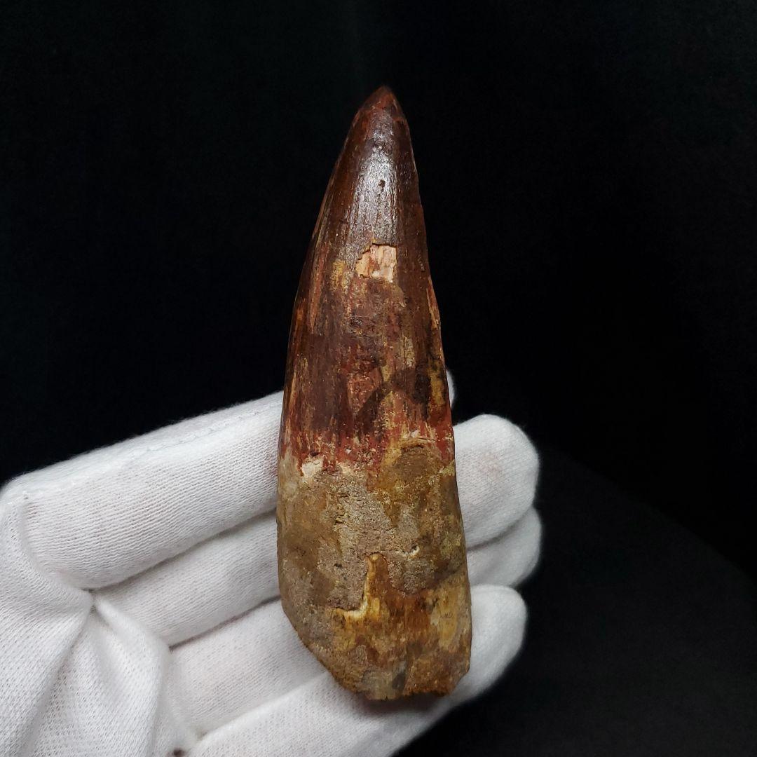 極上 スピノサウルス 本物 モロッコ産 85.33mm  sp432