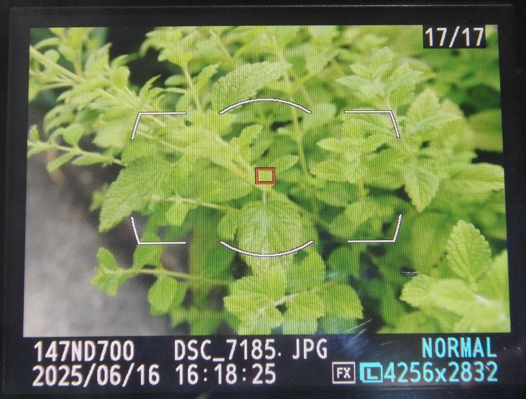 M*a様 MT　Nikon AF-S NIKKOR 16-35mm 1:4