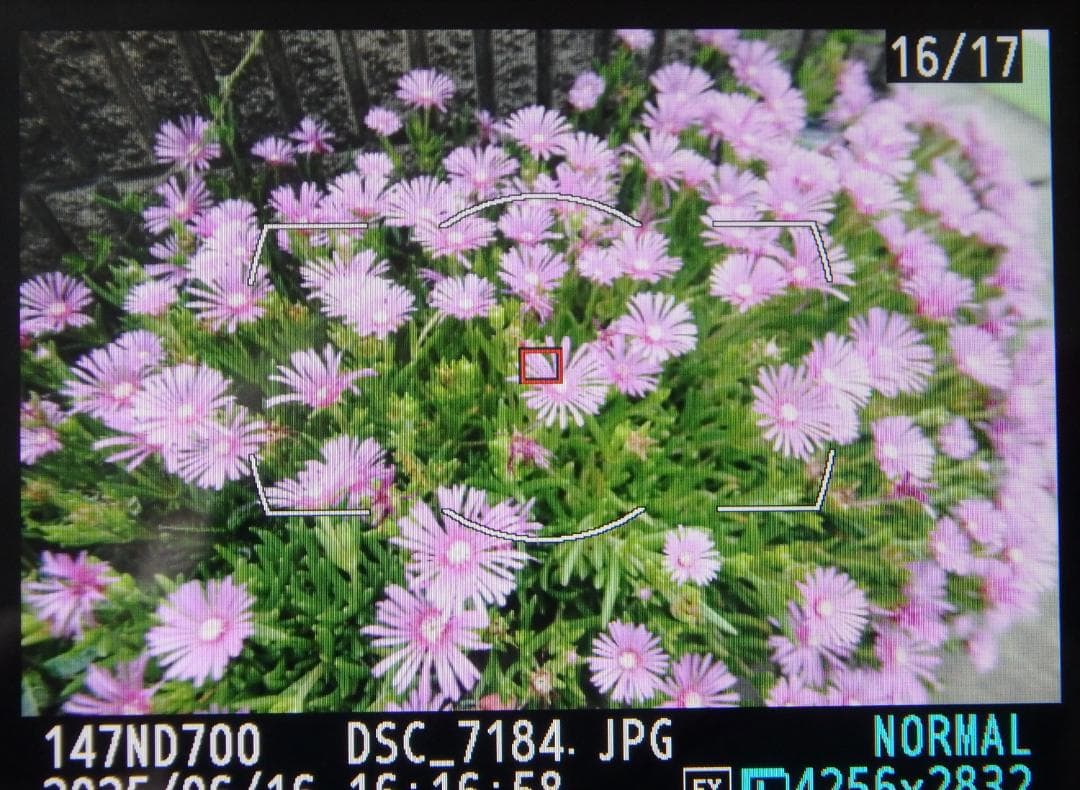 M*a様 MT　Nikon AF-S NIKKOR 16-35mm 1:4