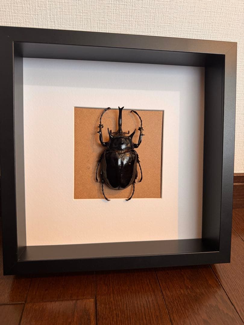 マルスゾウカブト　壁掛け標本