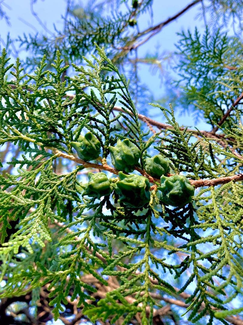 花材に！/天然ヒバ/ヒバぼっくり【金平糖のような可愛い実のついた枝葉】5〜6本