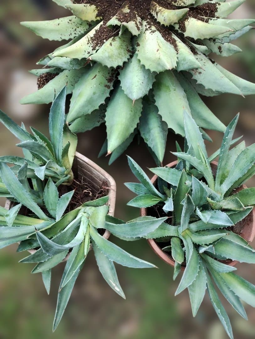 超大型アガベ　アリゾニカ　傷葉　葉裂け有、下葉カット　160サイズで梱包予定です