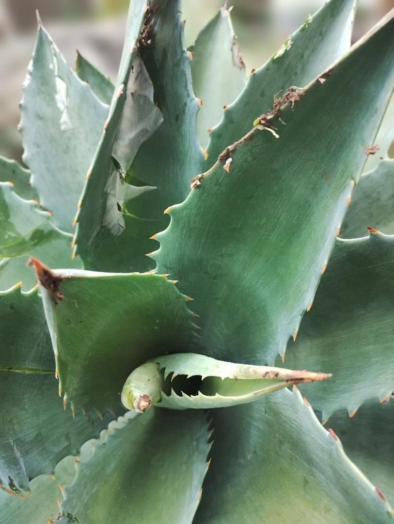 超大型アガベ　アリゾニカ　傷葉　葉裂け有、下葉カット　160サイズで梱包予定です