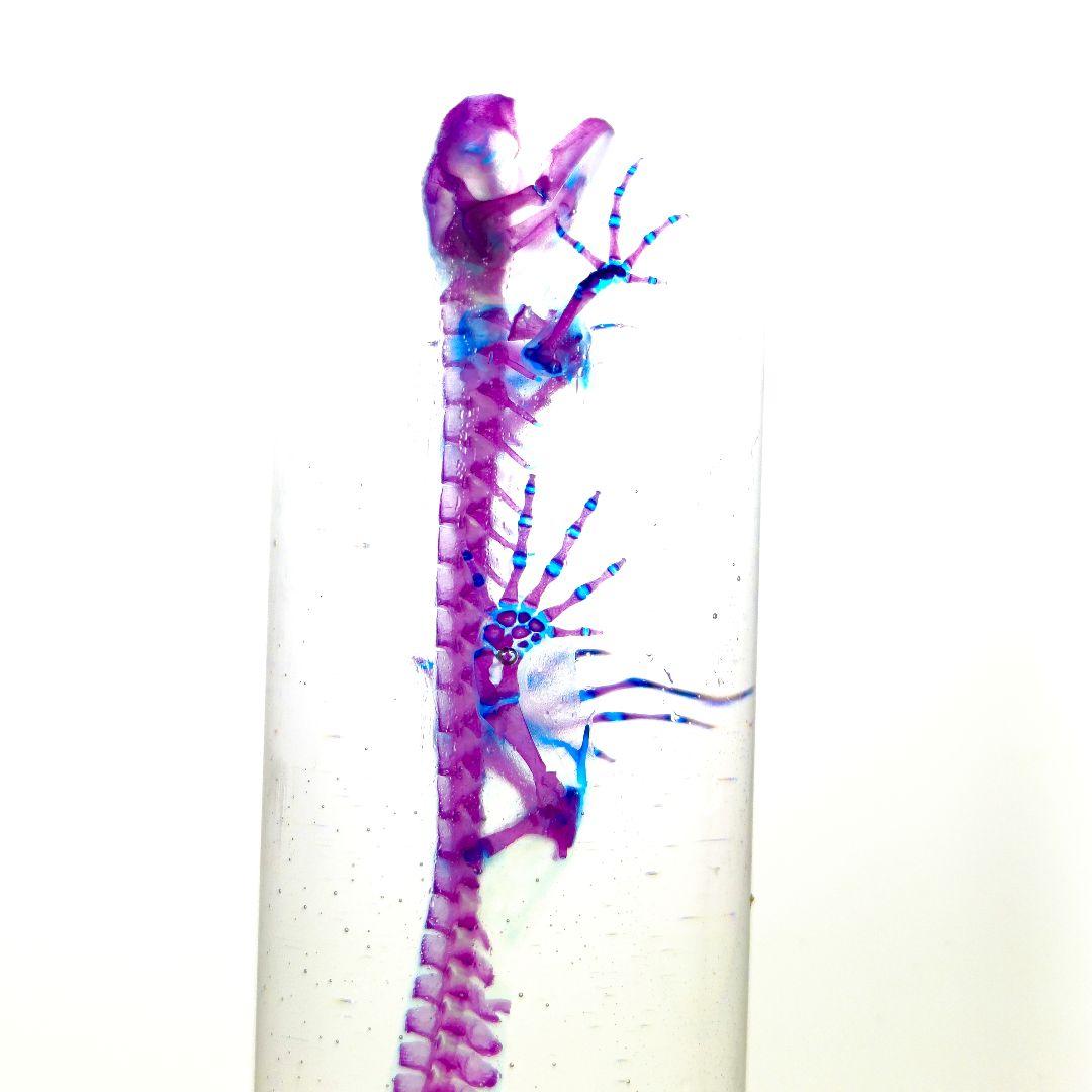 極美品【1点物】アカハライモリ① 8-9cm 50ml