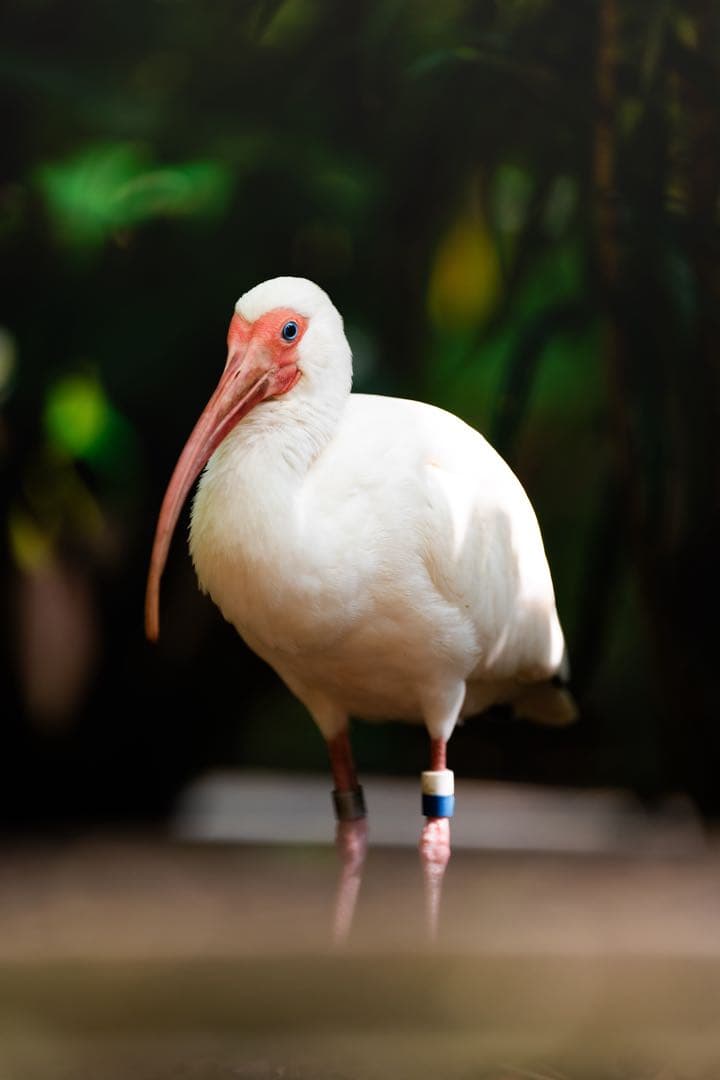 【おまけ付き】SONY α7 III ミラーレス一眼