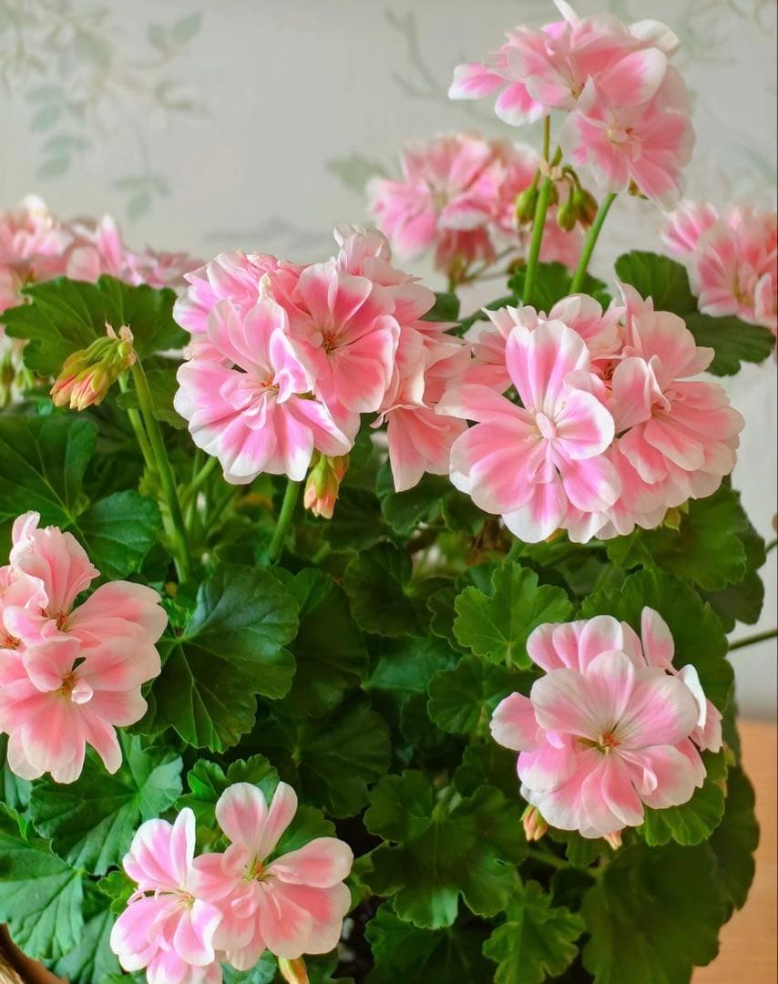 日本初ゼラニウム　希少品種ゼラニウム