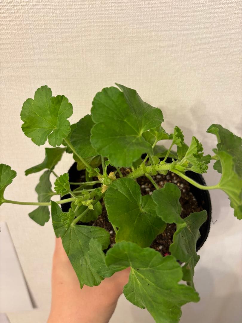 日本初ゼラニウム　希少品種ゼラニウム