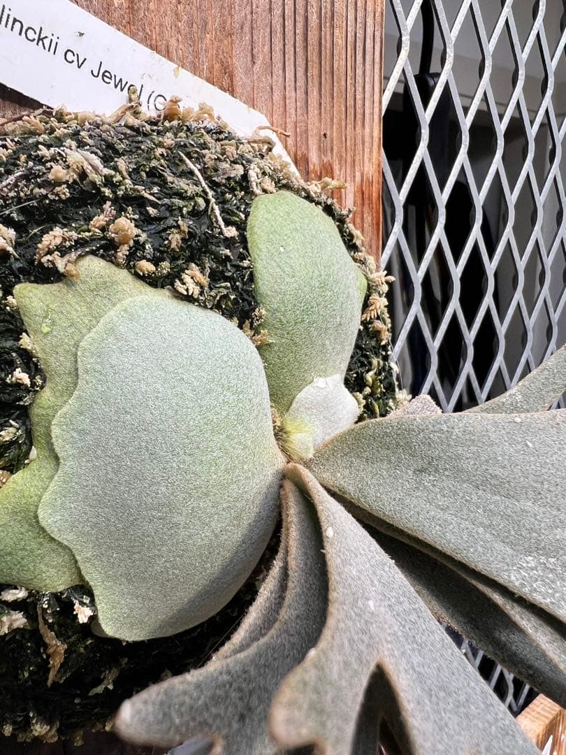 P. Wilinckii Jewel OC（Original Clone）