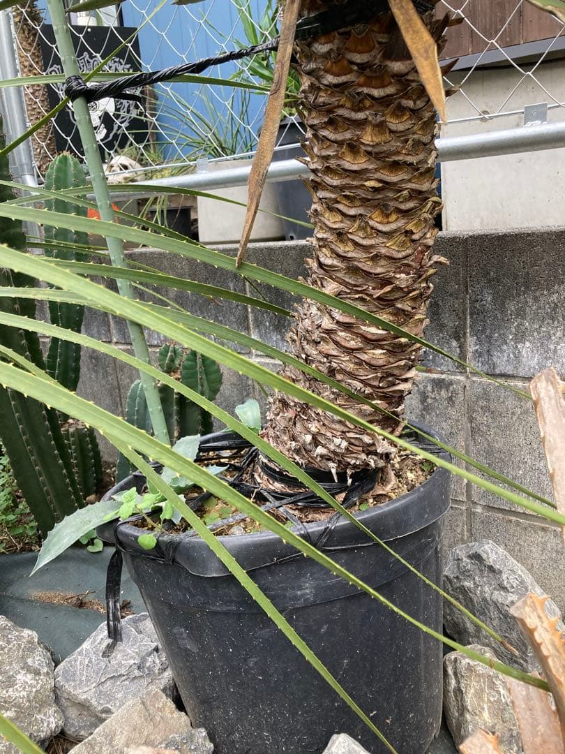 耐寒性ユッカ　フィリフェラ太大株◇ドライガーデン南国アガベ多肉サボテン　ヤシ島