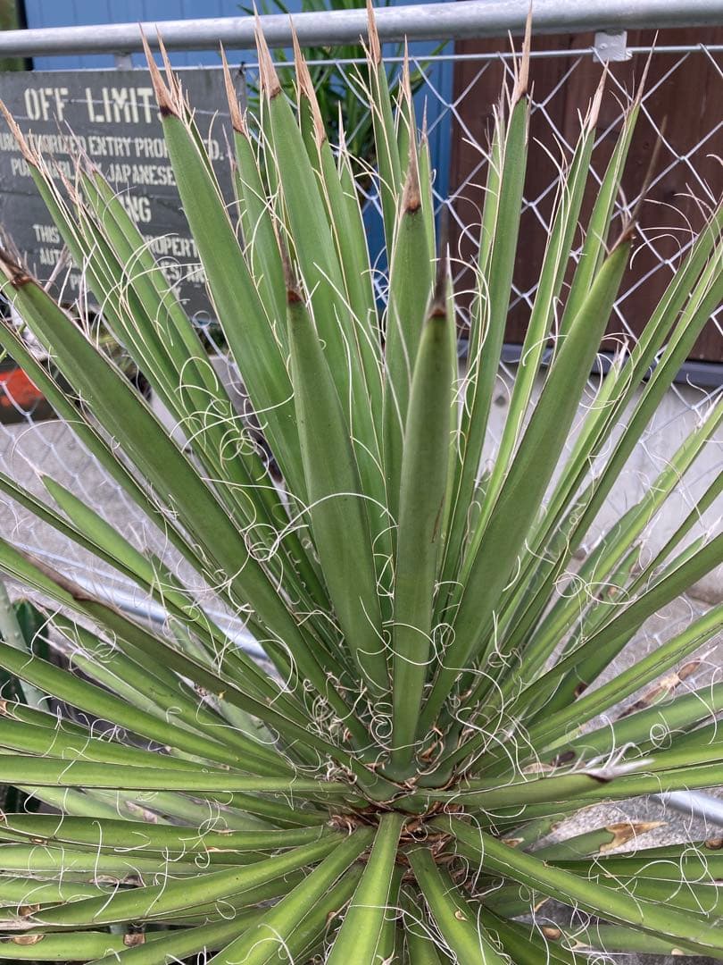 耐寒性ユッカ　フィリフェラ太大株◇ドライガーデン南国アガベ多肉サボテン　ヤシ島
