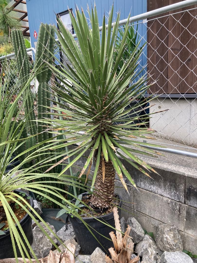 耐寒性ユッカ　フィリフェラ太大株◇ドライガーデン南国アガベ多肉サボテン　ヤシ島
