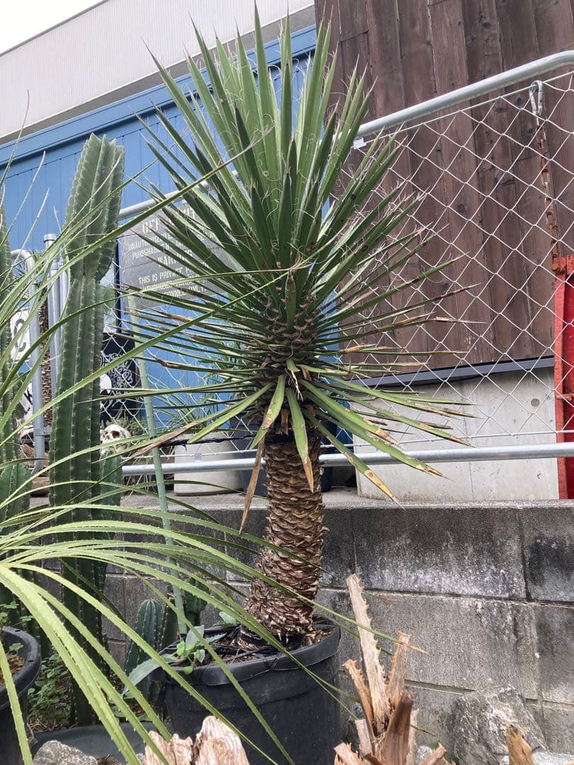 耐寒性ユッカ　フィリフェラ太大株◇ドライガーデン南国アガベ多肉サボテン　ヤシ島